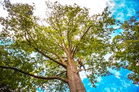 Best Tree and Shrub Care  in Baxter, MN