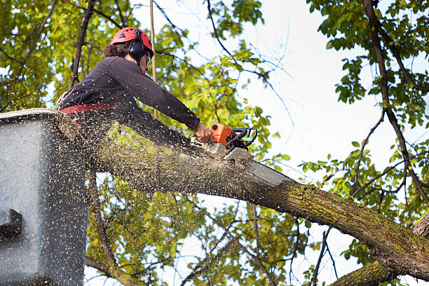 How Our Tree Care Process Works  in  Baxter, MN